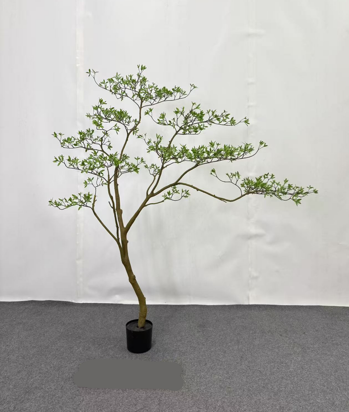 TR10911 BOUGAINVILLEA LEAF TREE  6'