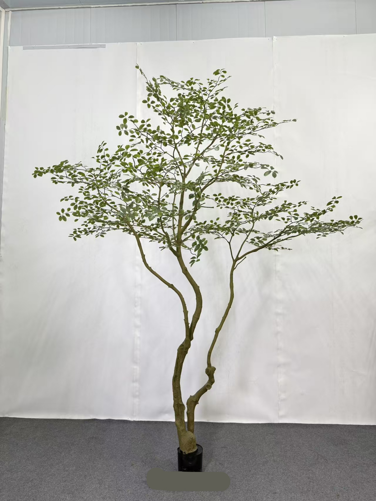 TR10912 CREPE MYRTLE LEAF TREE  10'
