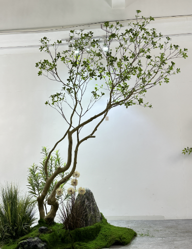 TR10914 BLACK OLIVE TREE  10'