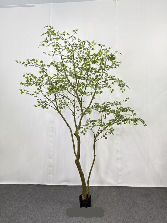 TR10915 MINI MAPLE LEAF TREE  9'