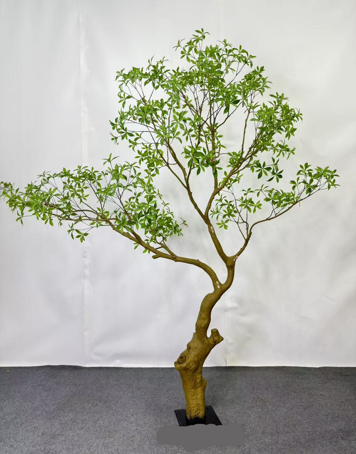 TR10916 PRUNUS TREE  10'