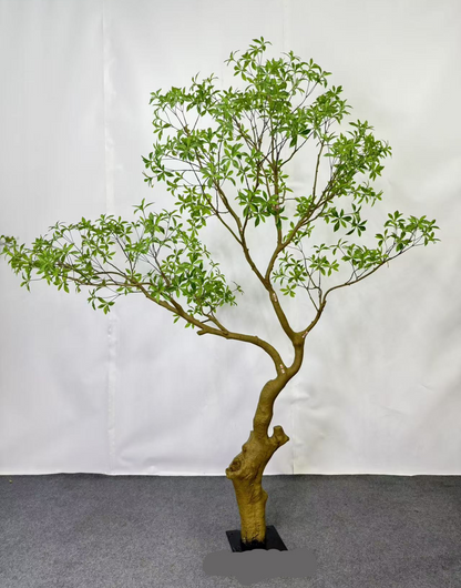 TR10916 PRUNUS TREE  10'