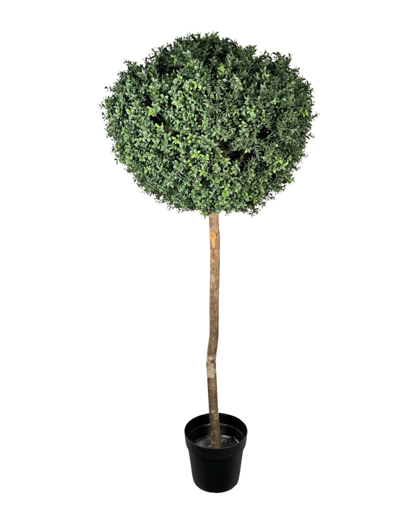 UVT1011 BOXWOOD TOPIARYx1(UV),D31.5x69inH