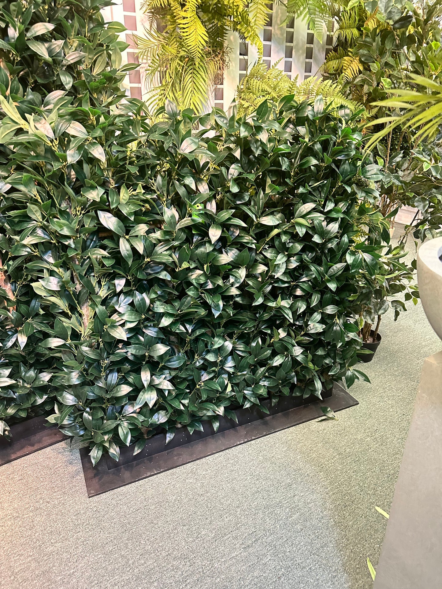 UVT1027 BAY LEAF HEDGE (UV) 4'x4'x12"