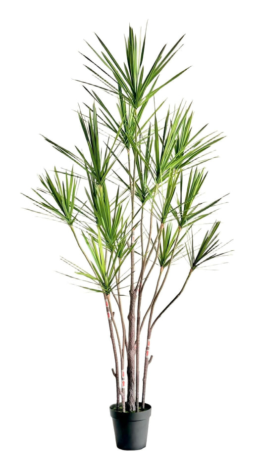 UVT1101 DRACAENA MARGINATA TREEx15 (UV),7'