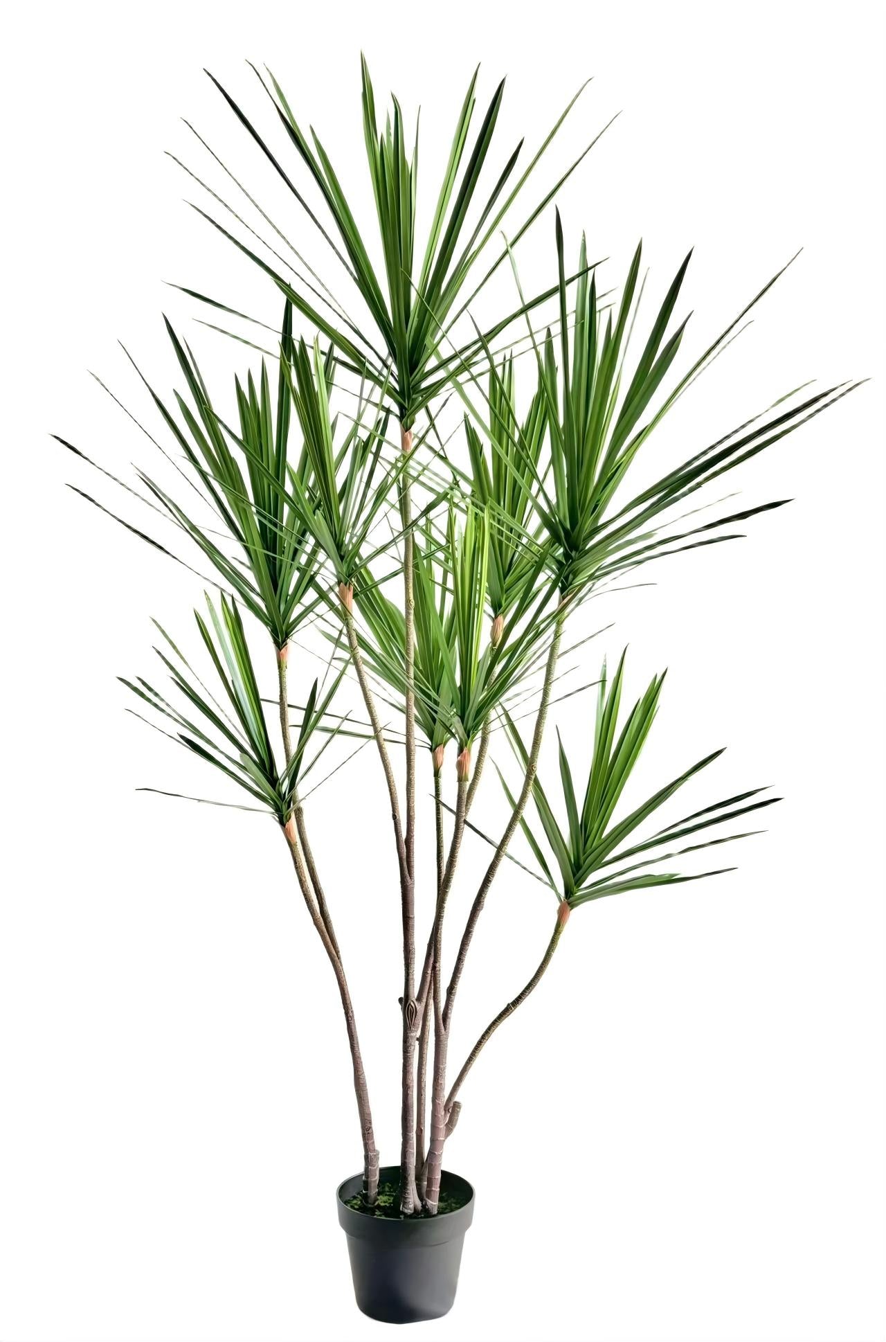 UVT1102 DRACAENA MARGINATA TREEx9 (UV),5'