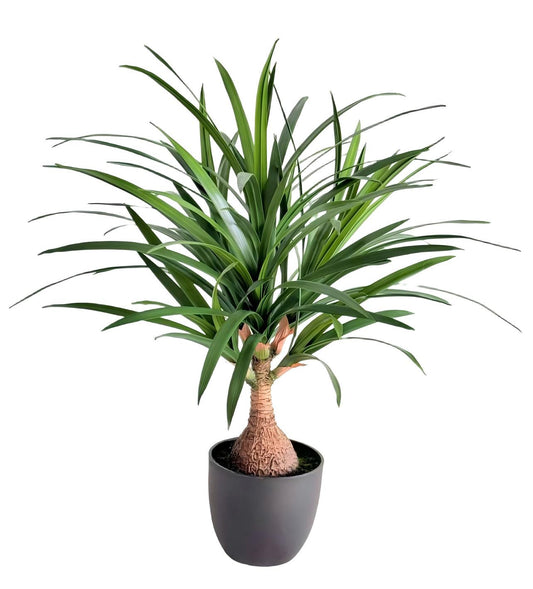 UVT1103 POTTED YUCCA (UV),23.5"