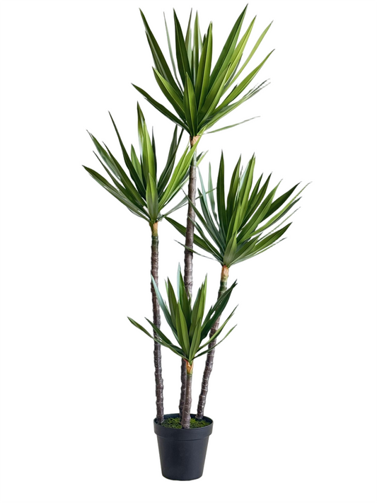 UVT1105GR DRACAENA MARGINATA TREEx4 (UV)6'