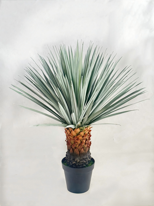 UVT1107 POTTED BEAKED YUCCA (UV),36"
