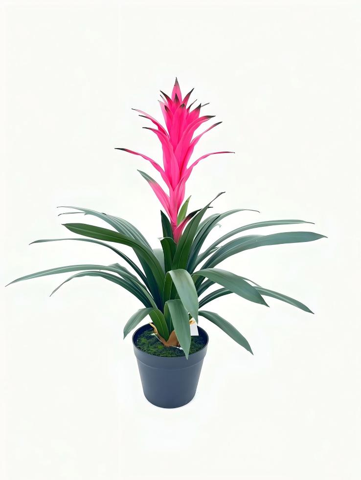 UVT1110 POTTED BROMELIAD (UV),24"