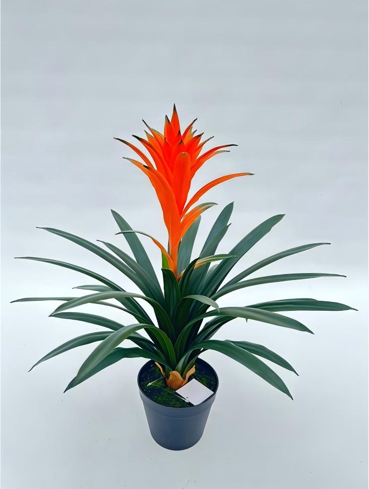 UVT1110 POTTED BROMELIAD (UV),24"