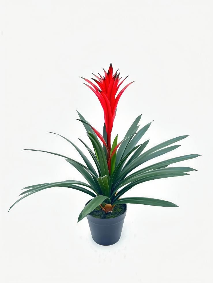 UVT1110 POTTED BROMELIAD (UV),24"