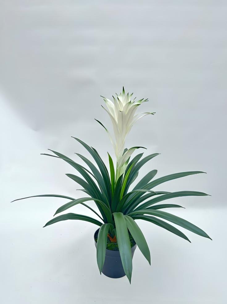 UVT1110 POTTED BROMELIAD (UV),24"
