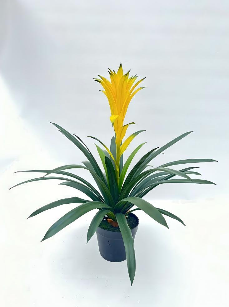 UVT1110 POTTED BROMELIAD (UV),24"
