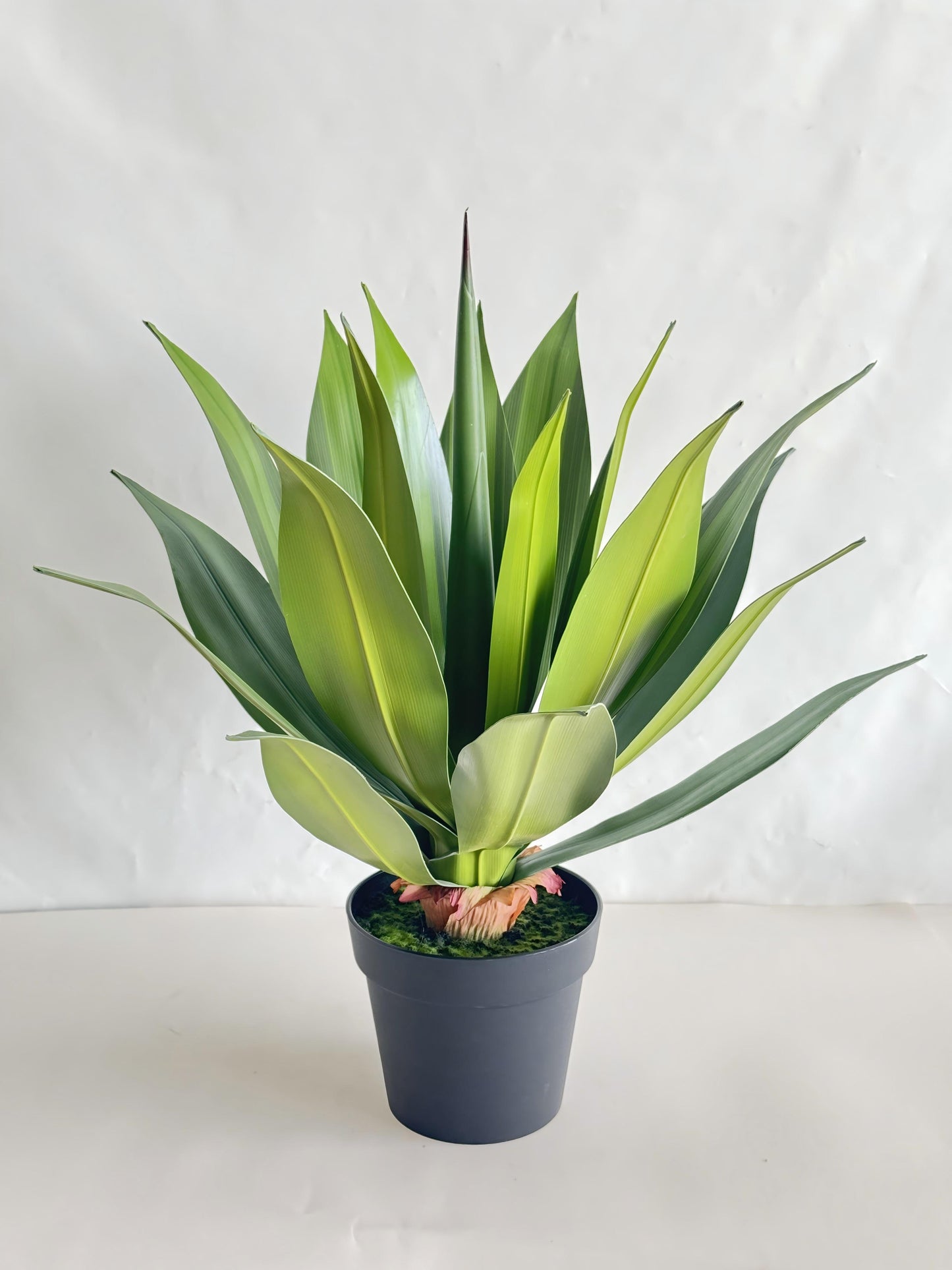 UVT1111GR POTTED AGAVE (UV),26"