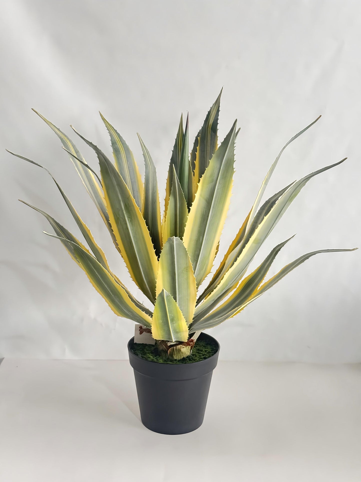 UVT1112GRYE POTTED AGAVE (UV),30"