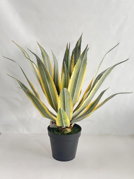 UVT1112GRYE POTTED AGAVE (UV),30"