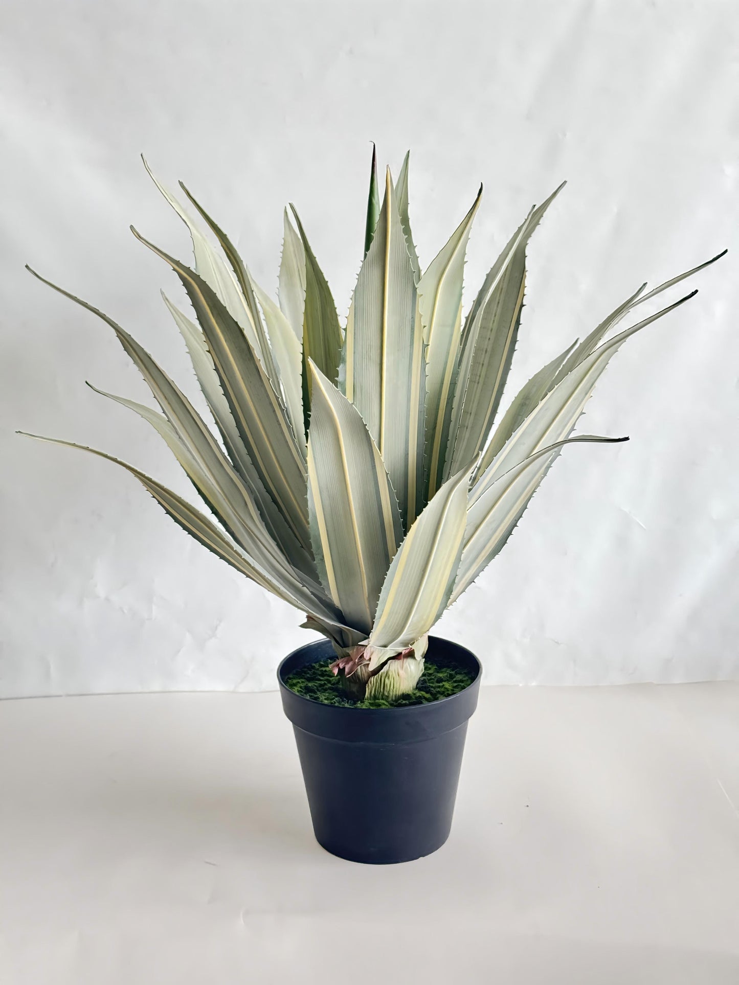 UVT1113LGYE POTTED AGAVE (UV),30"