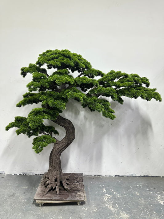 UVT1121 PINE BONSAI (UV),5'
