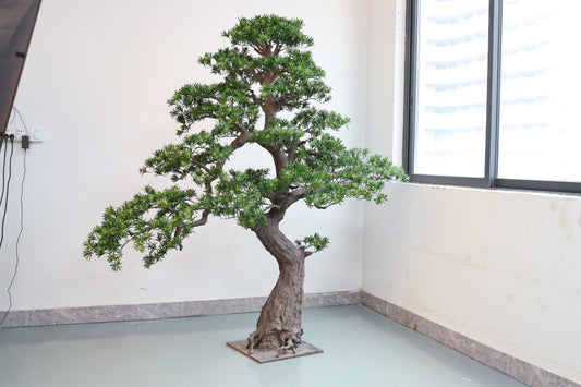 UVT1123 PODOCARPUS BONSAI (UV),6'