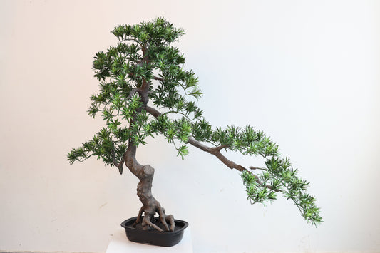 UVT1125 PODOCARPUS BONSAI (UV),38"