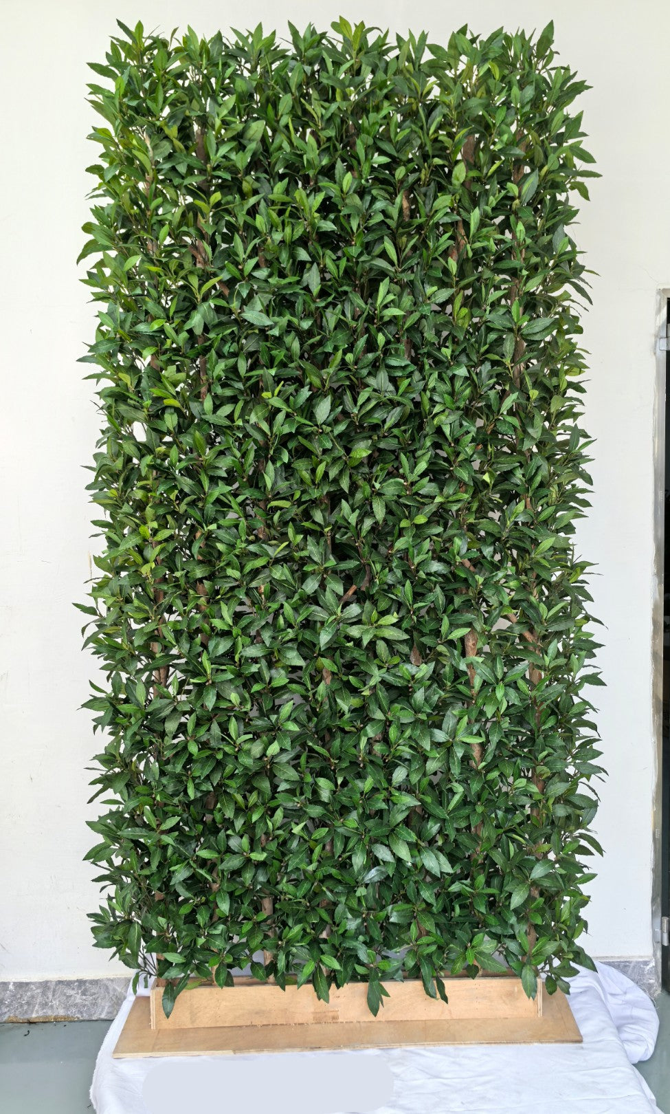 UVT1131 POTTED ITALIAN LAUREL HEDGE (UV)  4'x8'