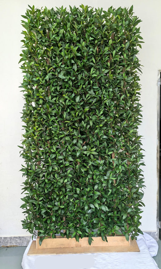 UVT1131 POTTED ITALIAN LAUREL HEDGE (UV)  4'x8'
