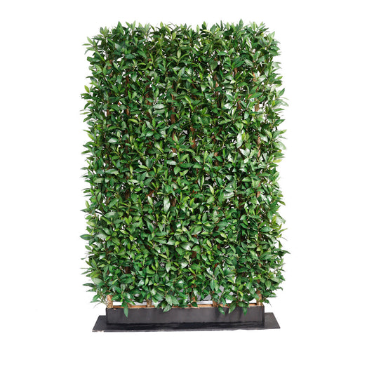 UVT1132 POTTED ITALIAN LAUREL HEDGE (UV)  4'x6'