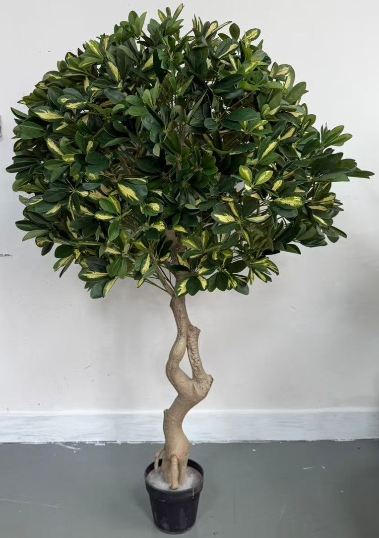 UVT1136 POTTED SCHEFFLERA ABRICOLA BALL (UV)  D3'x7'H