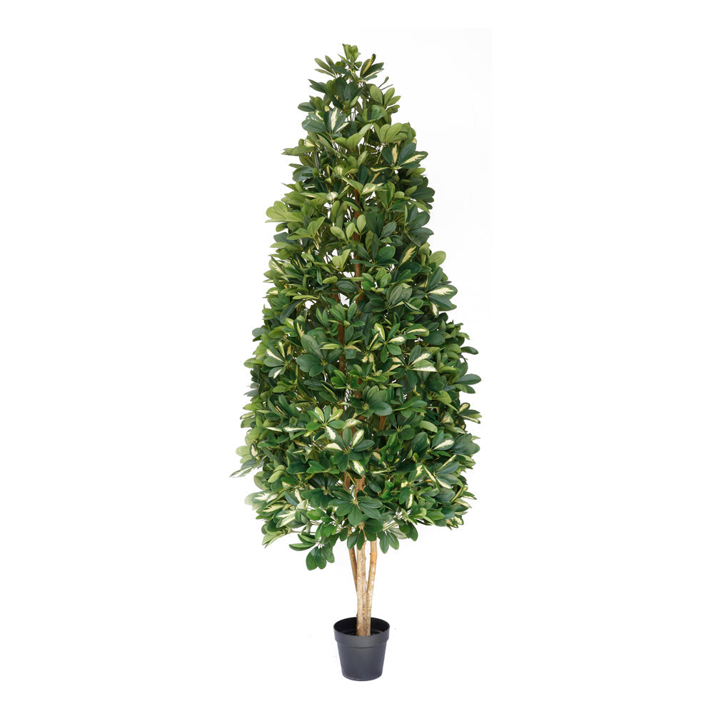 UVT1137 POTTED SCHEFFLERA ABRICOLA CONE (UV)  7.5'