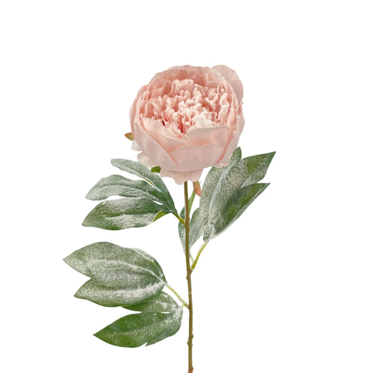 XM12322 PEONY w/SNOW,28.5in-24P/192/11.8'