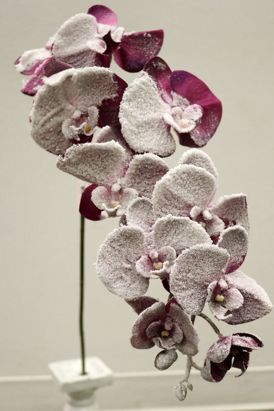 XM12353 PHALAENOPSIS w/SNOW SPRAY,47in-12P