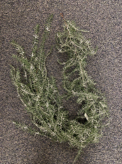 XM12439 ASPARAGUS WEEPING GARLAND w/SNOW,6'