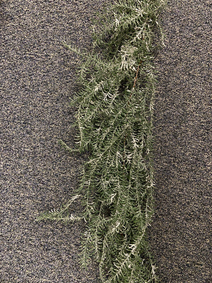 XM12439 ASPARAGUS WEEPING GARLAND w/SNOW,6'