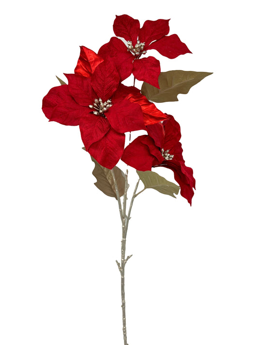 XM13721, VELVET POINSETTIA SPx3F,37in-12/96P