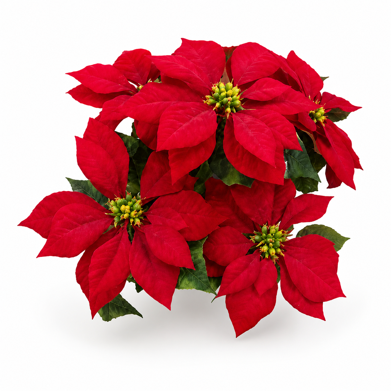 XM14481 VELVET POINSETTIA BUSHx5,20"