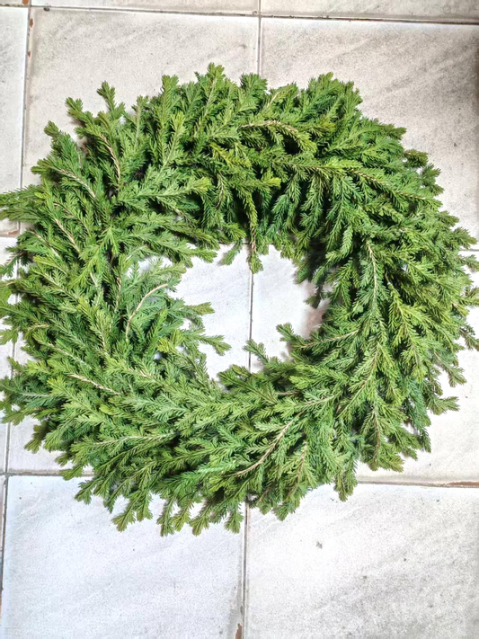 XM14708 NORFOLK PINE WREATH,24"