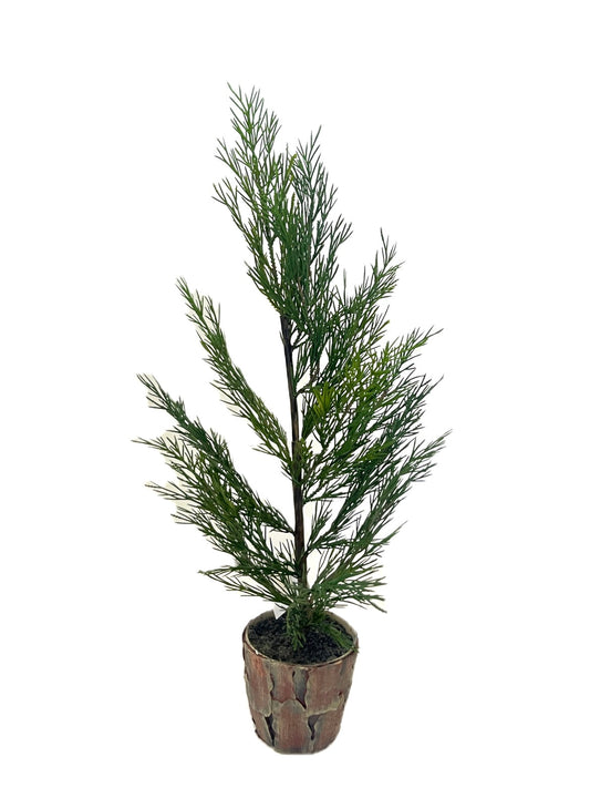 XM30069 POTTED PINE,23in-2/24P