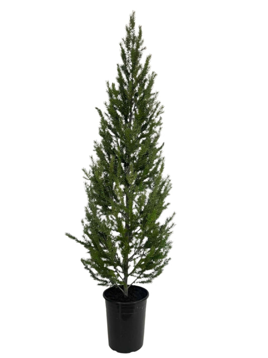 XM30095 POTTED CEDAR,6'