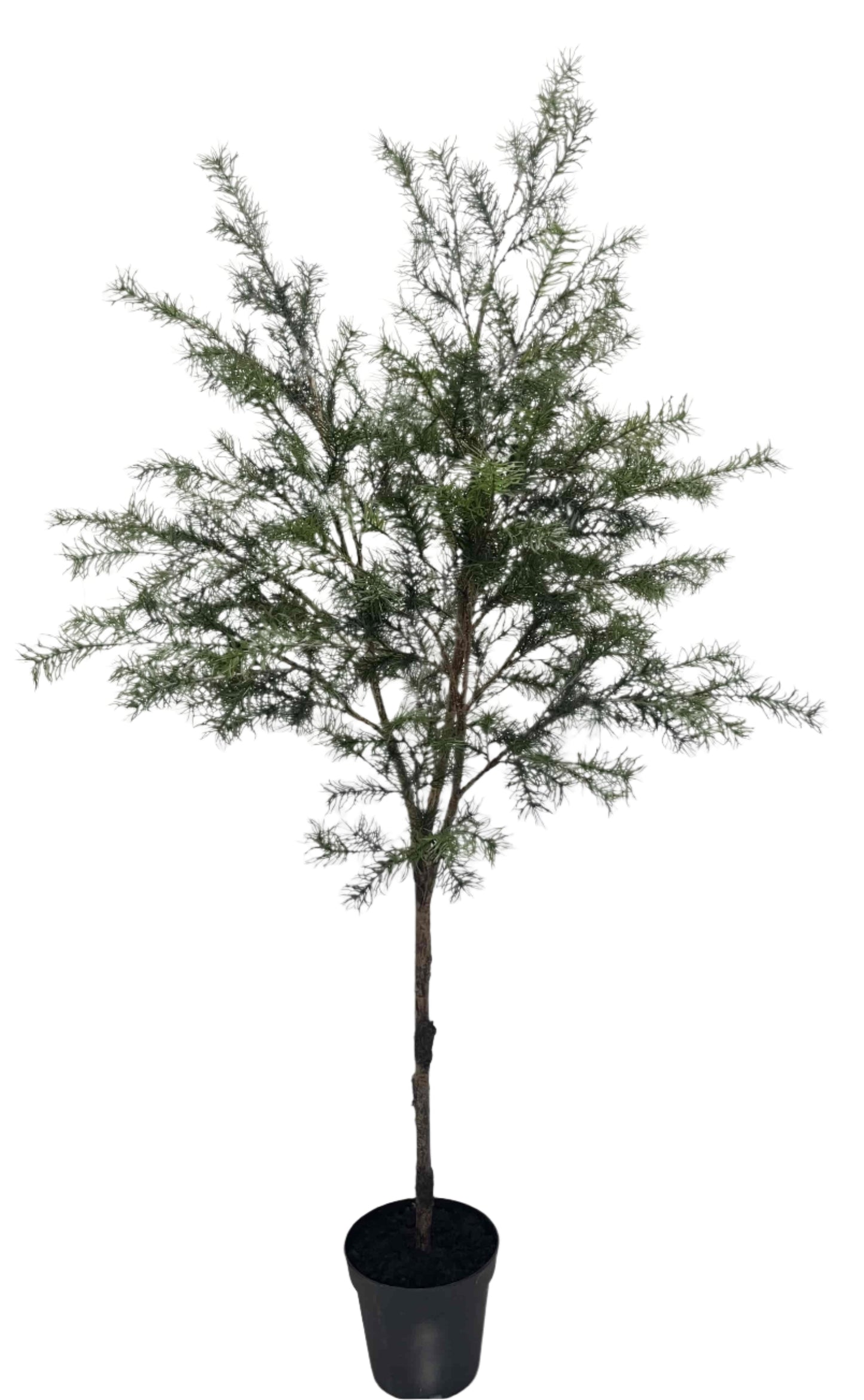 XM30096 POTTED PINE,6'