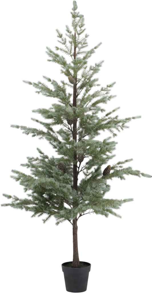 XM30123 BLUE SPRUCE/PINECONE TREE 6'