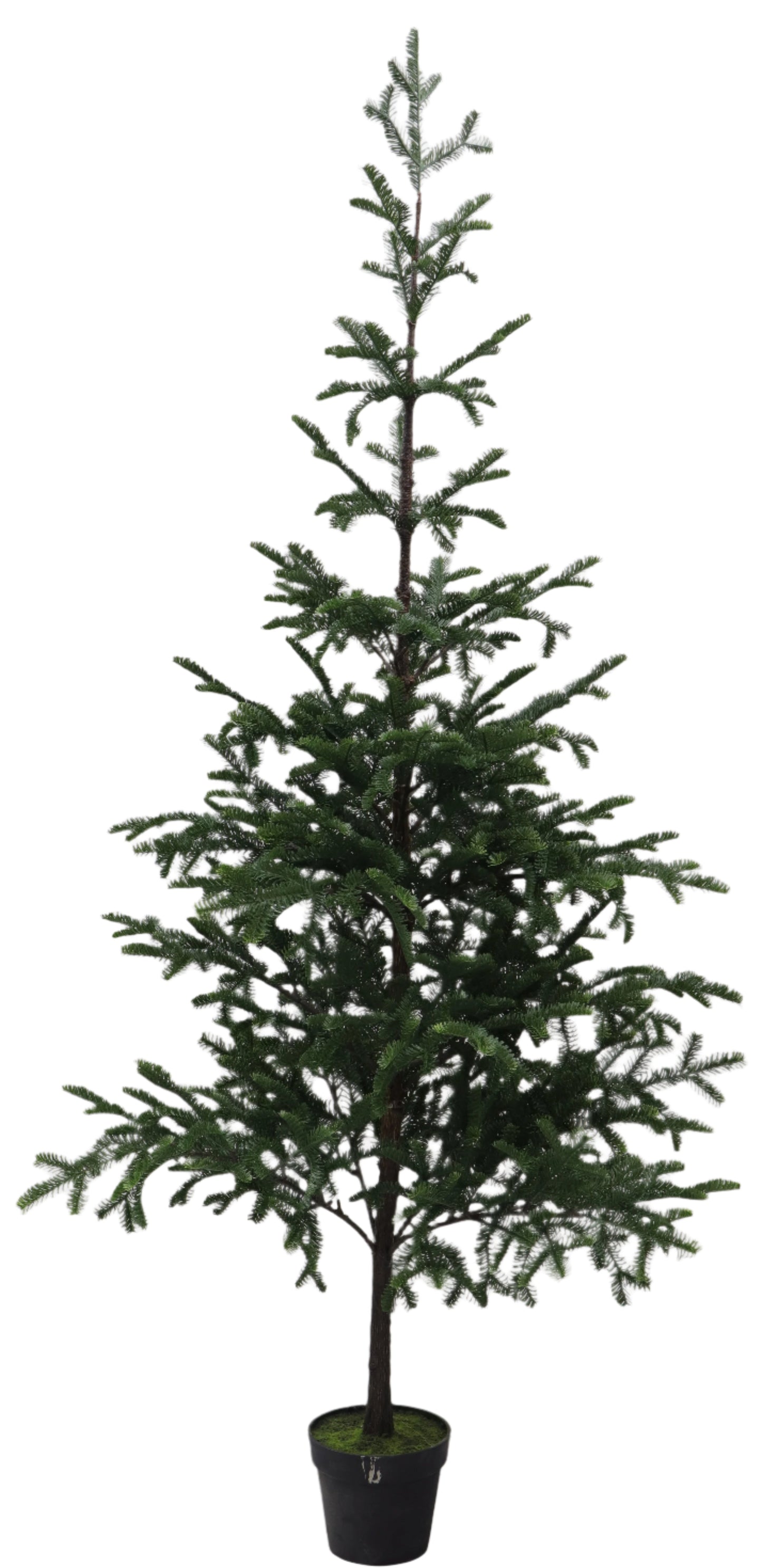 XM30128 YELLOWSTONE PINE TREE 80"