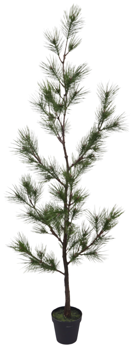 XM30129 NEEDLE PINE TREE 7'