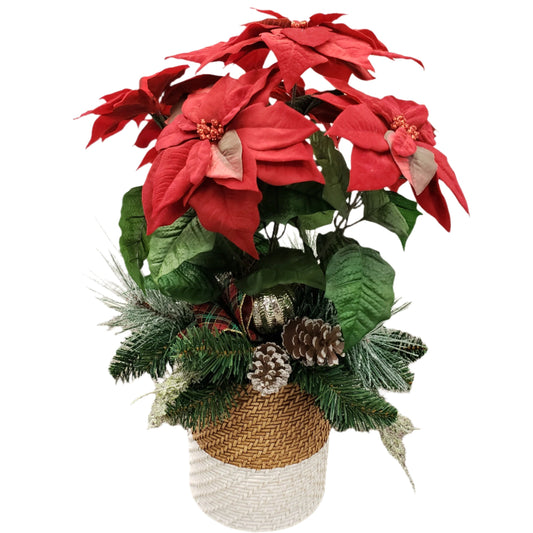 Z10092 MIXED POINSETTIA ARR,24in