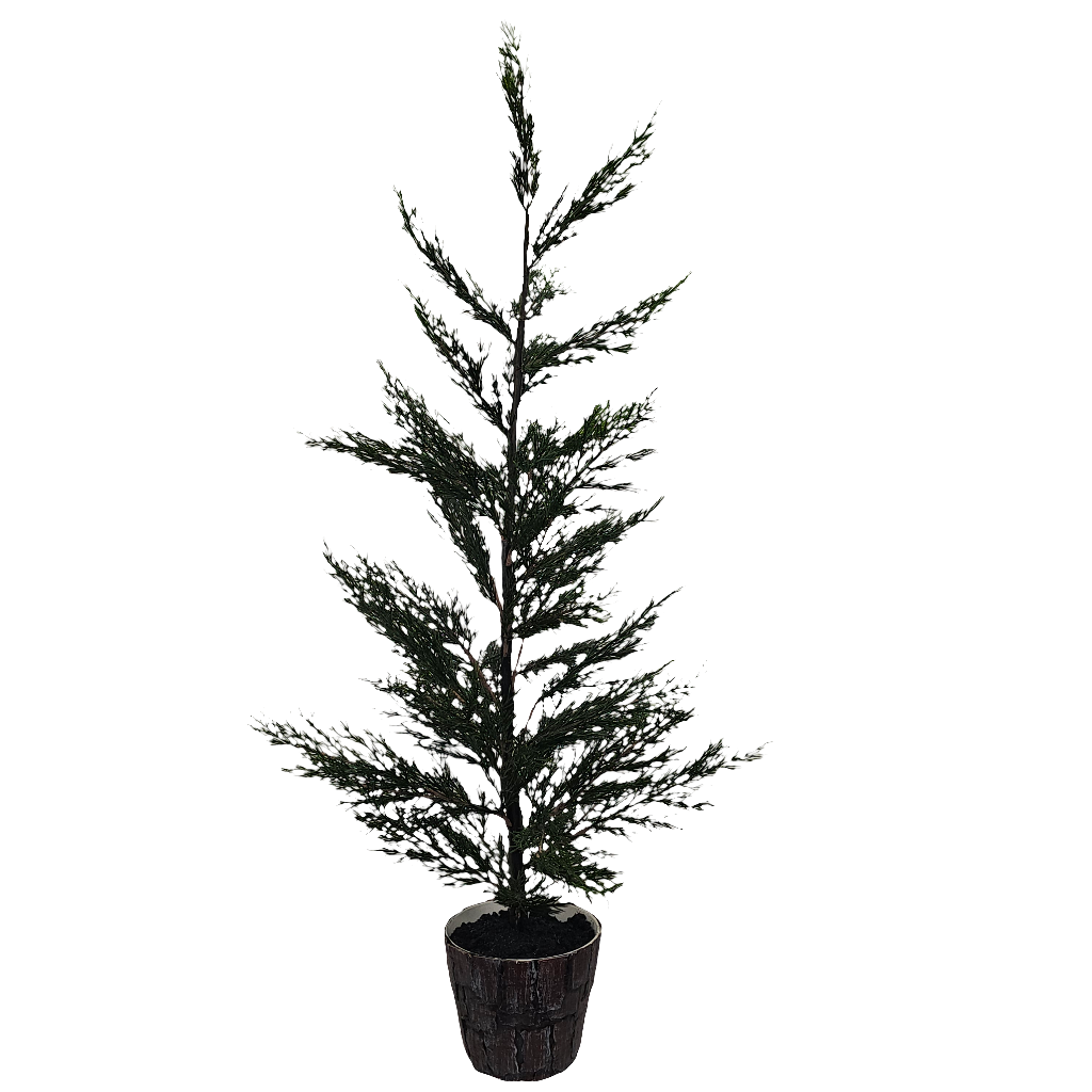 XM30067 POTTED PINE,41.5in-2/12P