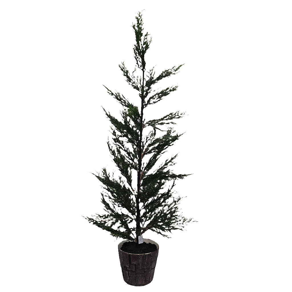 XM30067 POTTED PINE,41.5in-2/12P
