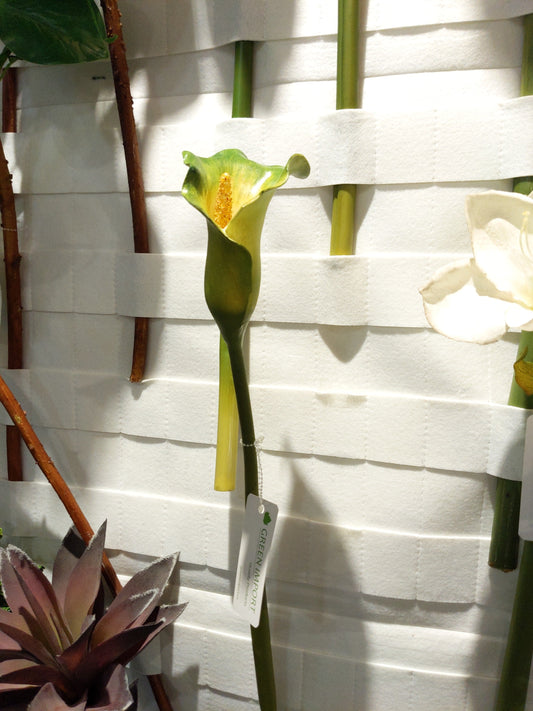 FL11441 CALLA,29in-12P/72/5.76'