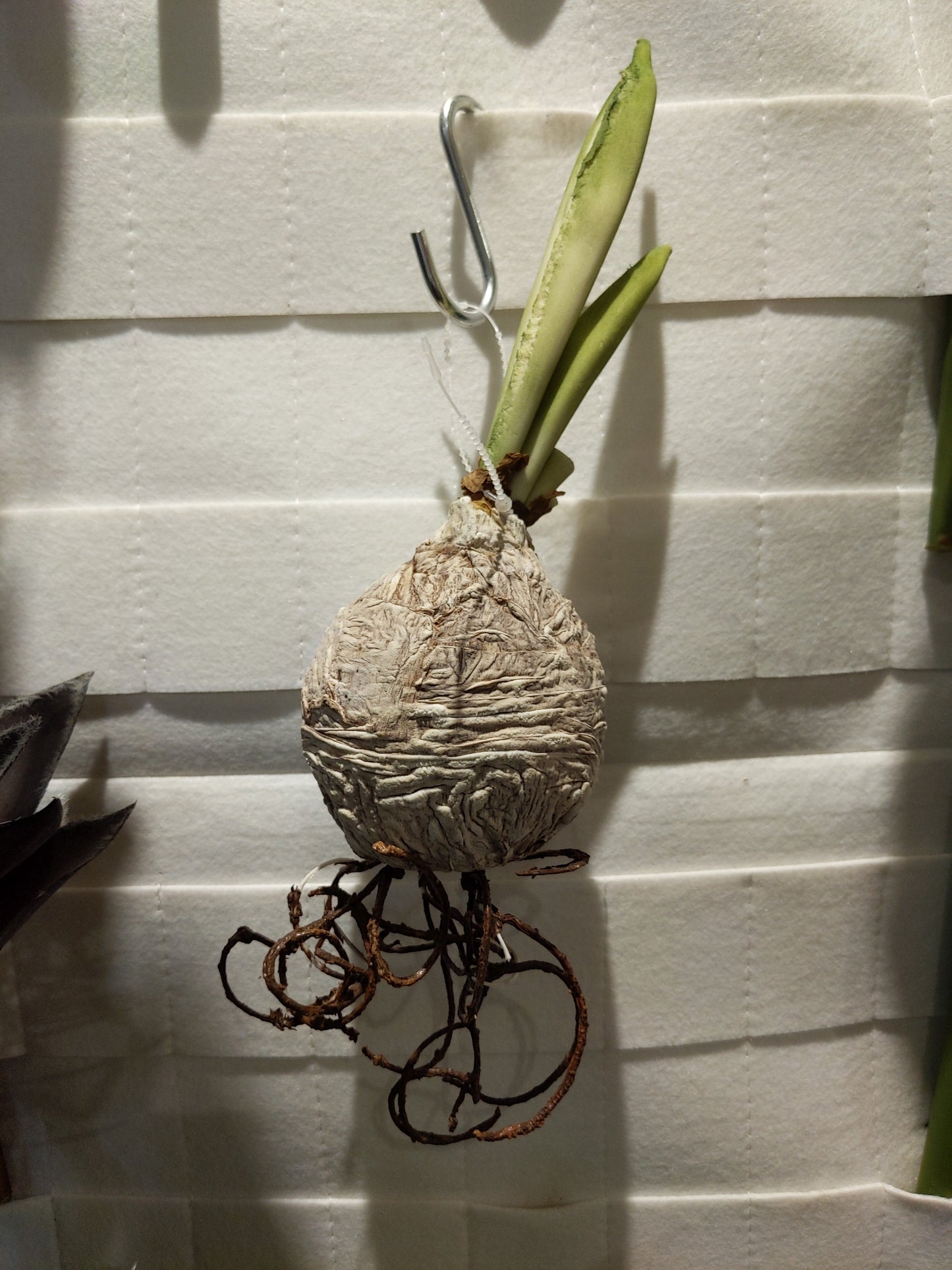 FL11073 BULB w/ROOT,9in-24P/240/5.63'     *