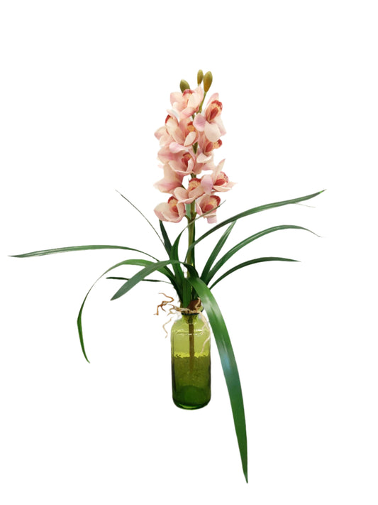 FL13356 CYMBIDIUM PLANT,27in-12/48P