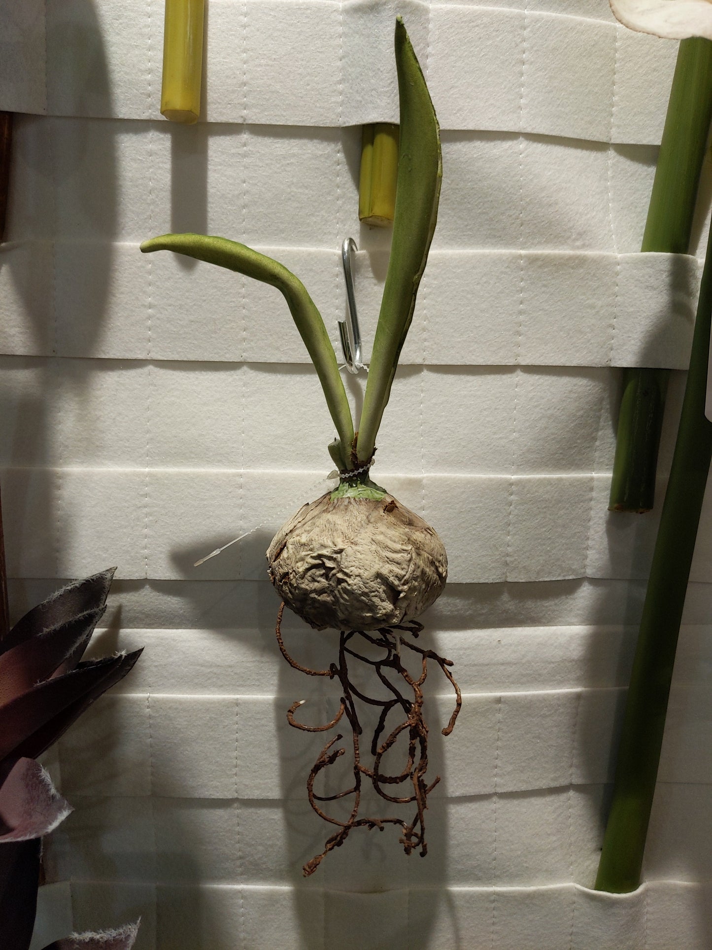 FL11071 BULB w/ROOT,5in-24P/240/5.63'     *